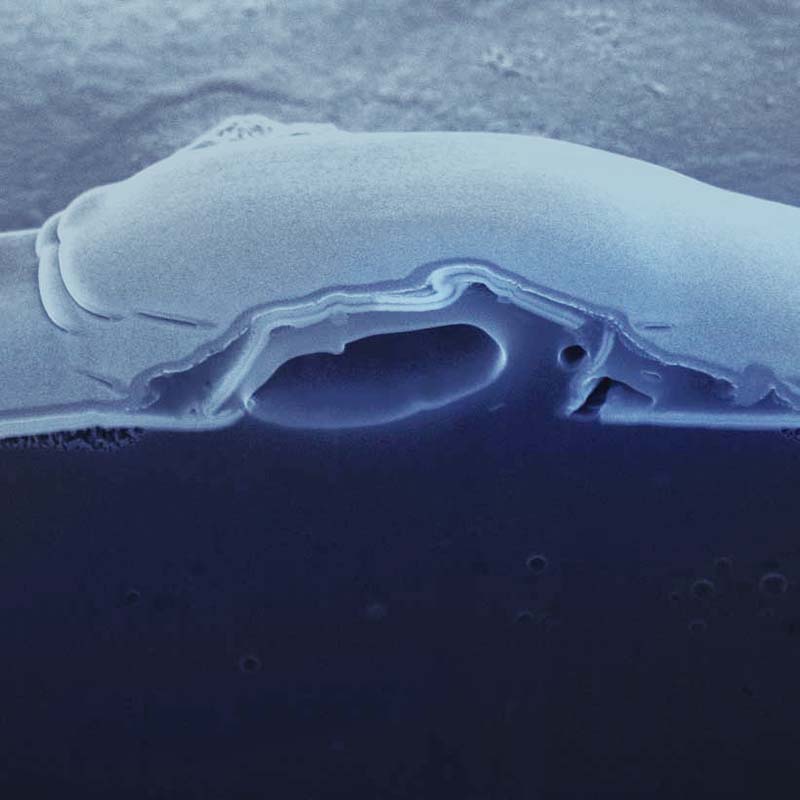 Examples of 3D Reconstruction with FIB-SEM Tomography